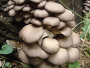 原木ひらたけ購入ページへ