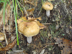 アブラシメジ１