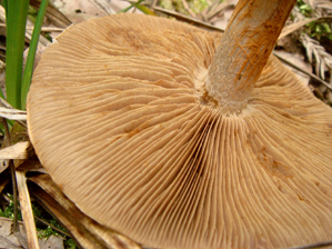 カキシメジヒダ