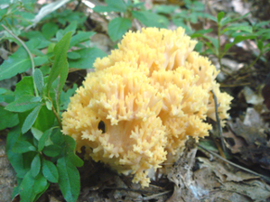 キホウキタケ１