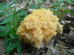 キホウキタケ２