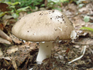 コテングタケモドキ傘