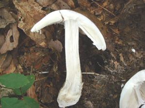 コテングタケモドキ茎