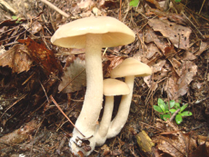 クサウラベニタケ