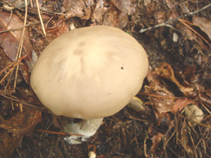 クサウラベニタケ傘