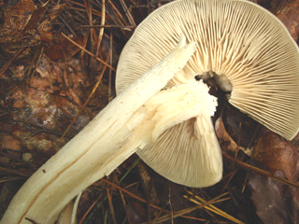 クサウラベニタケ茎