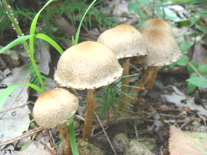 ムジナタケ全体