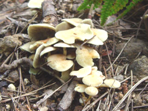 ニガクリタケ１