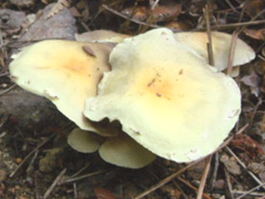 ニガクリタケ２