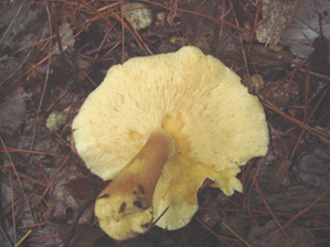 サマツモドキ２