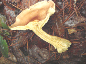 サマツモドキ３