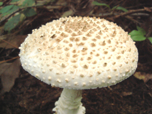 シロオニタケ１