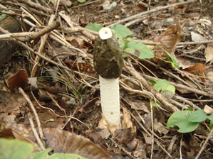 スッポンタケ１