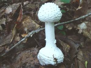 タマシロオニタケ１