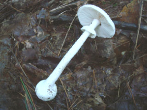 タマシロオニタケ３