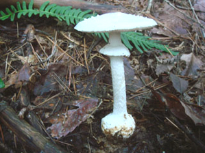 タマシロオニタケ２