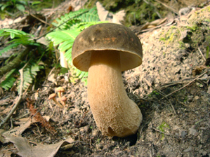 ヤマドリタケモドキ傘