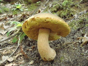 ヤマドリタケモドキ管孔