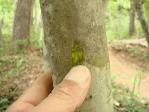 アオハダ樹皮