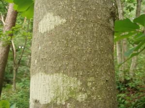 ホオノキ樹皮