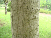 イロハモミジの樹皮