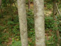 コシアブラの樹皮
