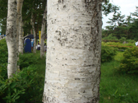 シラカバの樹皮