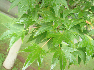 イロハモミジ葉