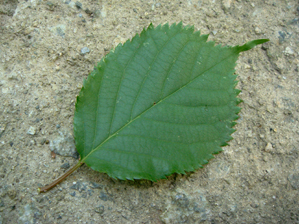 オオヤマザクラ葉