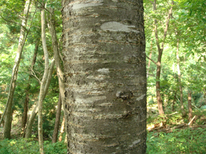 オオヤマザクラ樹皮