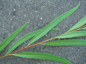 シダレヤナギ葉