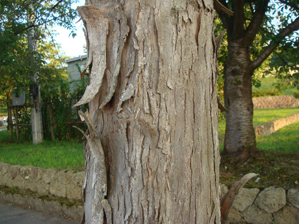 トウカエデ樹皮