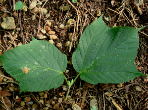 ウリハダカエデ葉