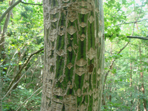 ウリハダカエデ樹皮