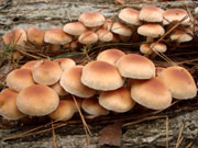 原木くりたけ栽培