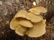 原木むきたけ栽培