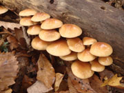 原木なめこ栽培