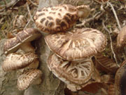 原木しいたけ栽培