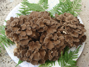 原木舞茸ご購入ページへ