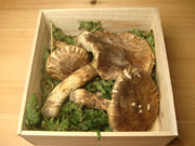 開き購入ページへ