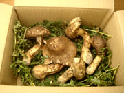 お徳用購入ページへ