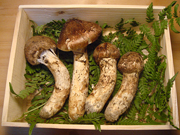 上購入ページへ