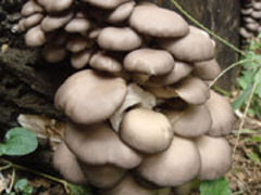 原木ひらたけご購入ページへ