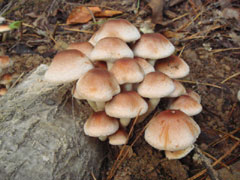 原木くりたけご購入ページへ