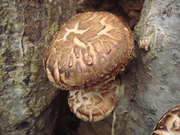 原木しいたけご購入のページ