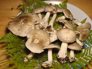 ホンシメジ白 購入ページへ