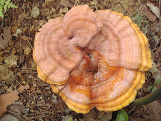 マンネンタケ傘