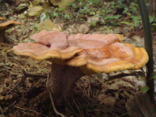 マンネンタケ茎